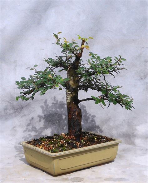 Progression – Chinese Elm 1 | Bonsai South