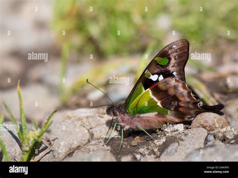 Purple-spotted Swallowtail (Graphium weiskei) butterfly, Papua New Guinea highlands Stock Photo ...