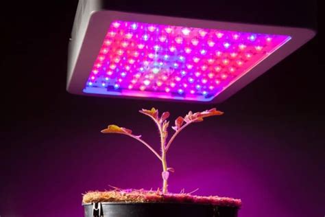 Grow Lights and LEDs VS Sunlight: Which is Better for Plants – The Spicy Trio