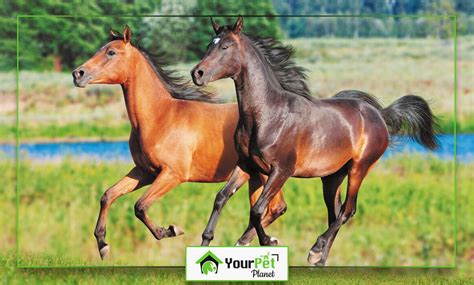 Horse Mating: All You Want to Know About Horse Mating Facts