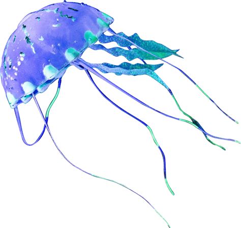 Jellyfish PNG