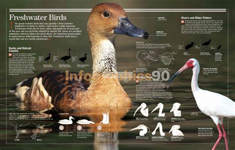 Infographics Freshwater Birds | Infographics90