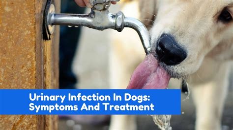 Urinary Infection In Dogs: Symptoms And Treatment - YouTube