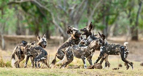 Africa’s Wild Dogs — A Survival Story - Conservation Frontlines