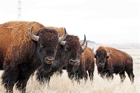 Feds Announce Plan to Restore Bison Populations and Improve America’s ...