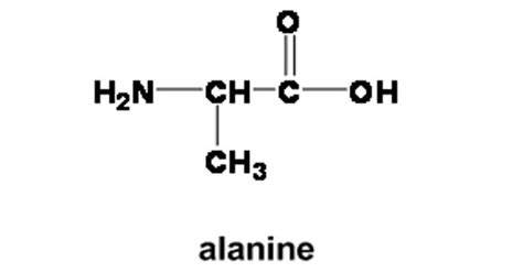 Alanine - an amino acid - Assignment Point