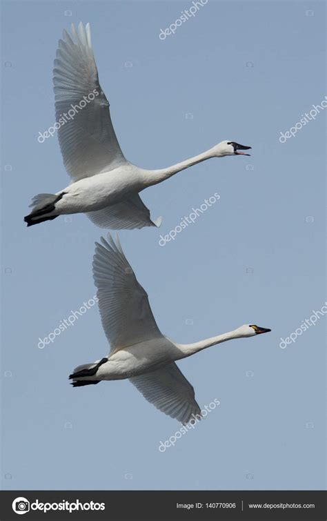 Tundra swan migration Stock Photo by ©davidhoffmannphotography 140770906