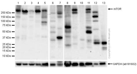 Recombinant Anti-mTOR antibody [EPR390(N)] KO Tested (ab134903) | Abcam