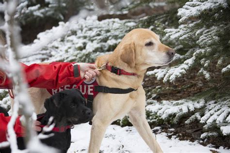 7 types de chiens de travail et les emplois qu'ils exercent