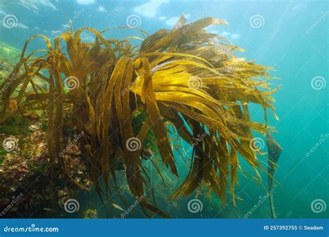 Laminaria Kelp Brown Algae Foliage Underwater in the Ocean Stock Image ...