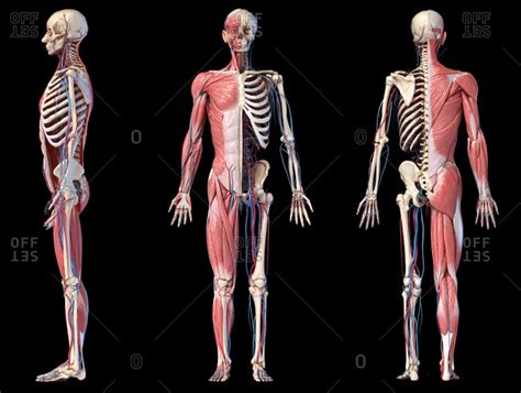 Human Body Bones Diagram - Guide To All The Bones In Your Body Human Bones Anatomy Body Bones ...