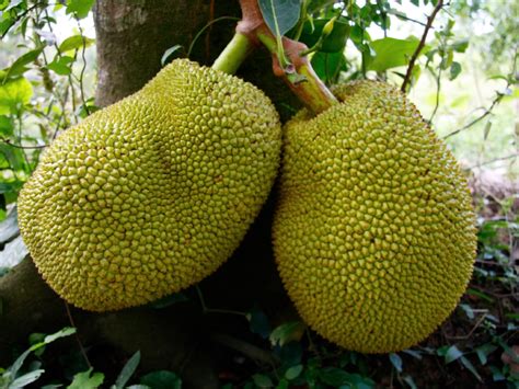 Here's The Scoop On Jackfruit, A Ginormous Fruit To Feed The World : The Salt : NPR