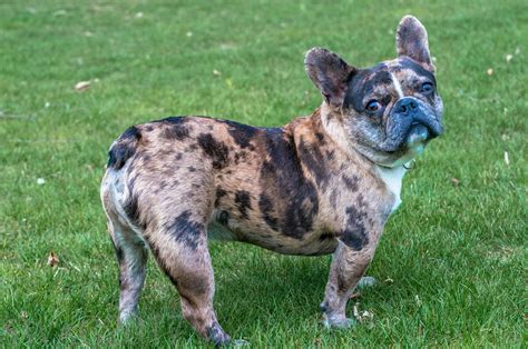 Merle French Bulldog: Everything to Know – FrenchieWiki