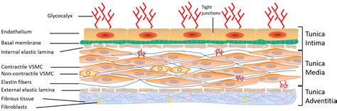 IJMS | Free Full-Text | Morphological and Functional Remodeling of Vascular Endothelium in ...