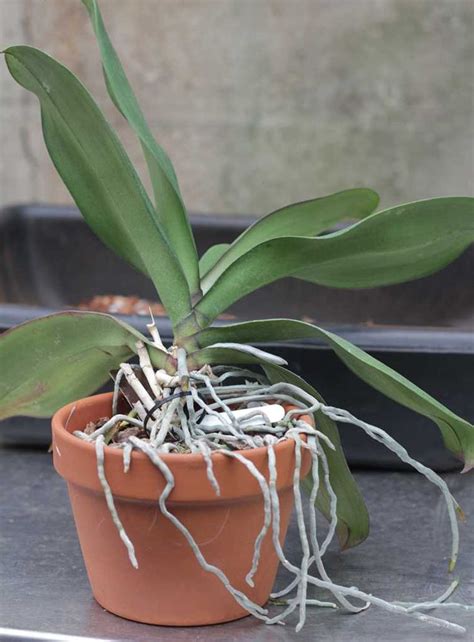 Repotting Phalaenopsis (Moth) & Other Monopodial Orchids | Growing orchids, Orchids, Repotting ...