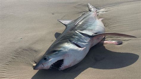 Great White shark washes ashore on Long Island | FOX 5 New York