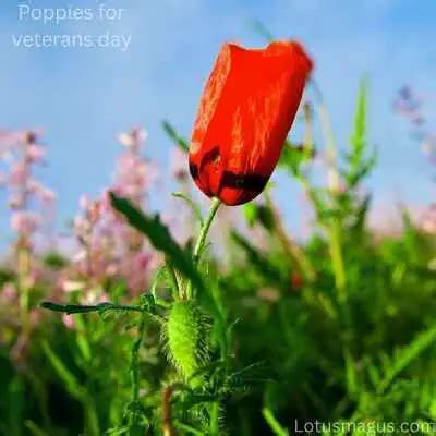 Poppies for Veterans Day (History, When And How to Celebrate)