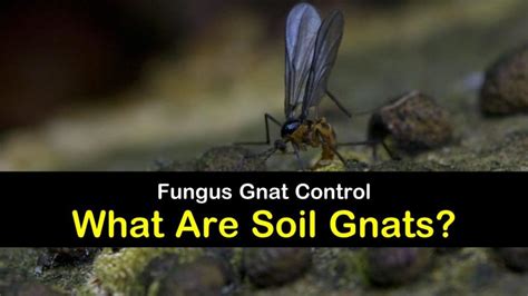 6 Clever Ways to Eliminate Gnats in the Soil