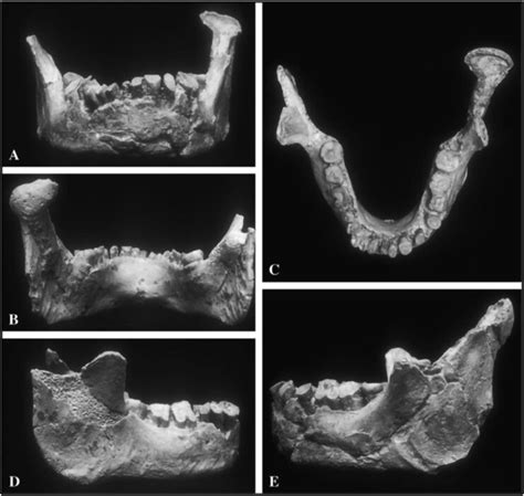 The oldest known piece of anatomy of our species in Europe - Now Archaeology