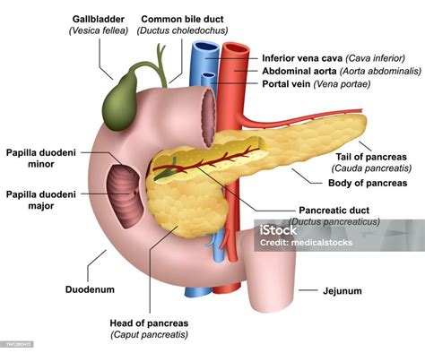 Anatomi Pankreas 3d Ilustrasi Vektor Medis Pada Latar Belakang Putih ...