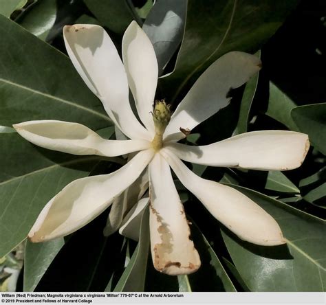 Magnolia virginiana - Trees and Shrubs Online