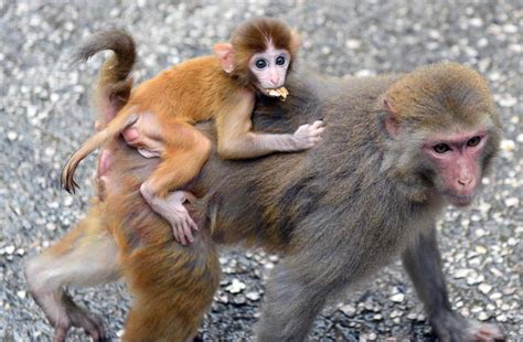 Gene-modified autistic monkeys could lead to a cure for humans