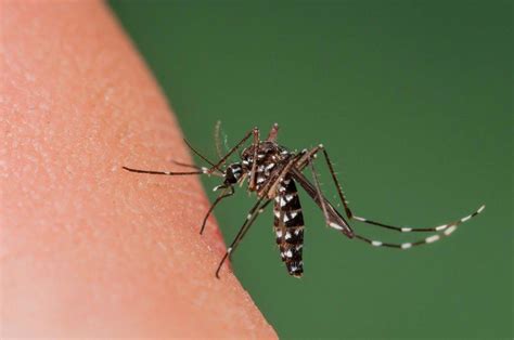 Female of the Asian Tiger Mosquito Aedes albopictus biting on human skin and bloodfeeding to ...