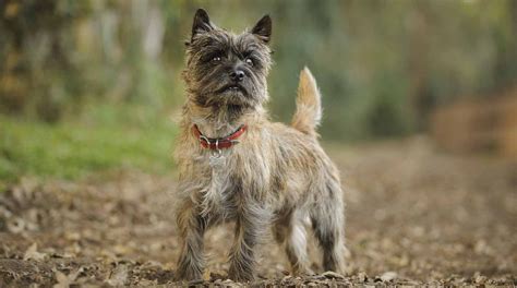 Cairn Terrier Puppies For Sale | Greenfield Puppies