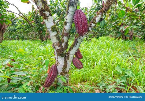 Cacao Tree with Fruit, Amazon Rainforest Stock Photo - Image of cacao, amazonas: 227994870