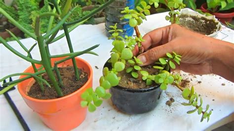 How To Grow Plants In Small Pots For Indoor Decoration - YouTube