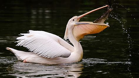 International Bird Day: A look at birds with odd-shaped beaks - CGTN