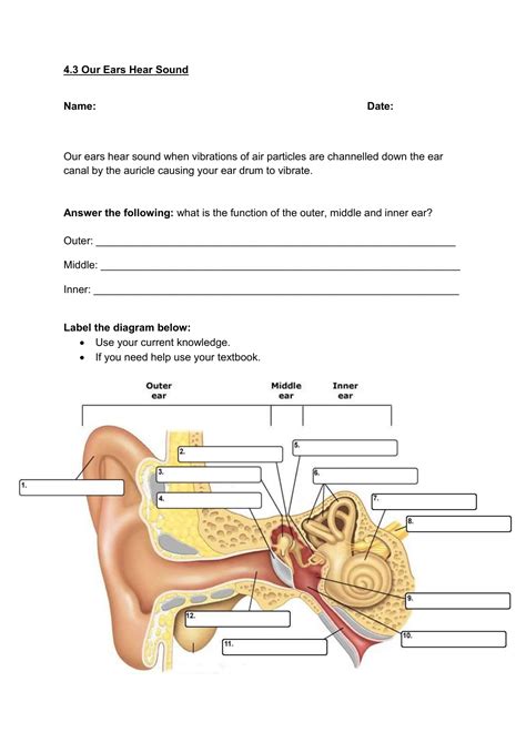 Parts Of The Ear Diagram Worksheet