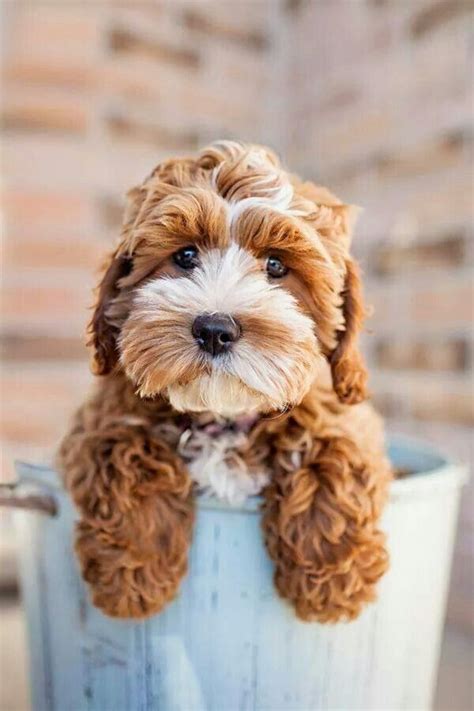 How cute is this dog | Cute animals, Cockapoo puppies, Cavapoo puppies