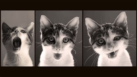 Download Cat Funny Faces Meme Laptop Wallpaper | Wallpapers.com