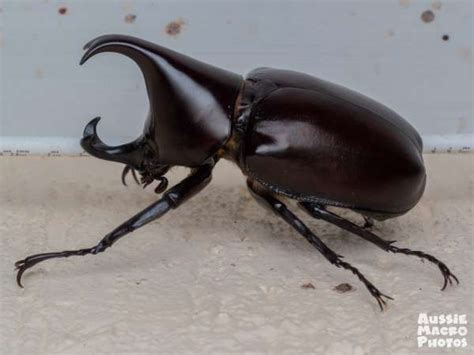 Breeding Rhinoceros Beetles - Little Buggers - Aussie Macro Photos