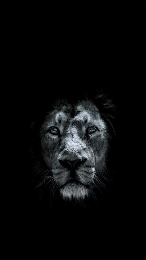 Lion Of Judah HD Wallpapers - Wallpaper Cave