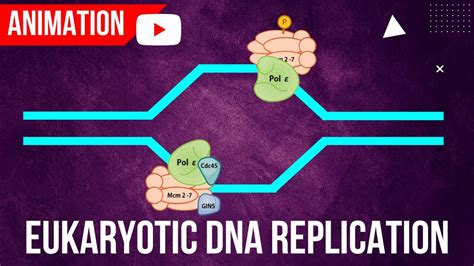 Eukaryotic DNA Replication Animation || Formation of Initiation complex - YouTube