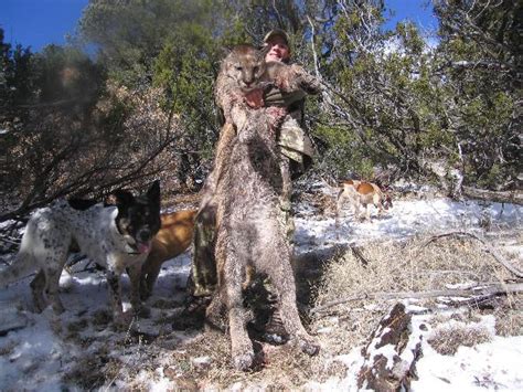 Mountain Lion Hunting Photos