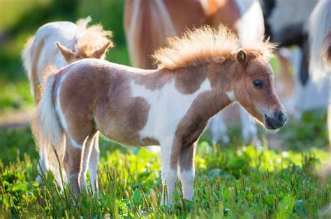 Miniature Horse: A Complete Breed Overview of Mini Horse