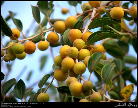 Ziziphus spina-christi Fruits in Ghair, Salalah, Dhofar | Flickr