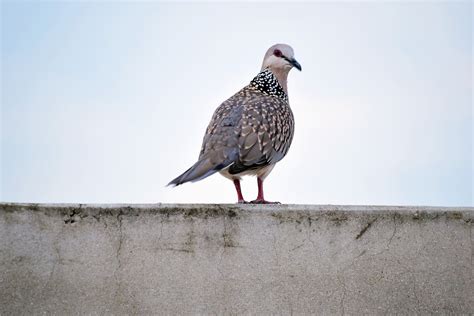 Spotted Dove 3 Free Stock Photo - Public Domain Pictures