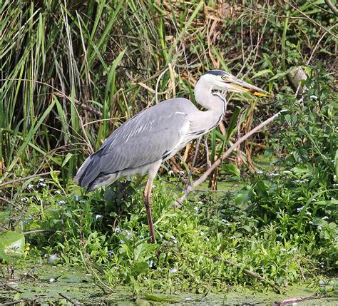 CAMBRIDGESHIRE BIRD CLUB GALLERY: Grey Heron