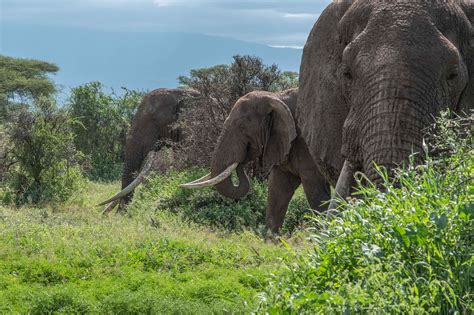 Mammoth Magic: Amboseli Elephants — Kathy Karn Photography