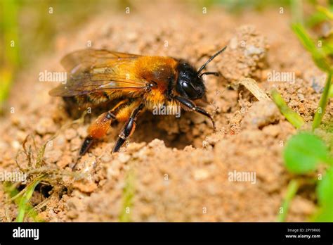 Common sand bee Stock Photo - Alamy