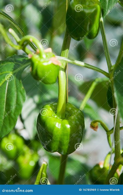 Paprika plant stock image. Image of plant, green, paprika - 16785969