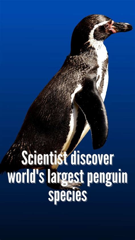 Scientist discover humongous penguin species