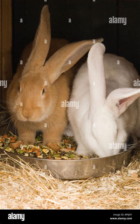 Bunnies Feeding Time Stock Photo - Alamy