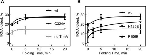 tRNA folding by TrmA in vitro observed by aminoacylation efficiency ...