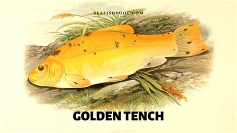 Golden Tench Fish - Facts | Pond Fish | Food | Price - SeaFish