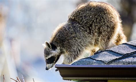 Why Are Raccoons In My Attic? | Wildlife Control | Lookout Pest Control